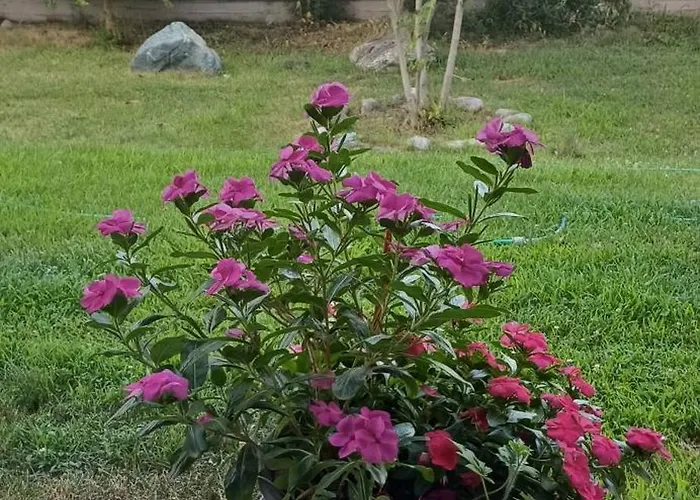 Geromichalos 3* Paralía Skotínis